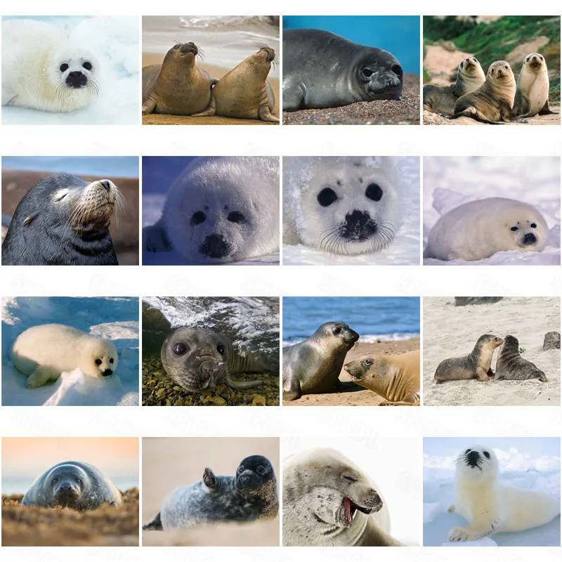 Diy Diamond Painting Modern Wild Protected Animals Cute Seal Landscape Children's Bedroom Decoration Hanging Painting 
Diy Diamond Painting Modern Wild Protected Animals Cute Seal Landscape Children's Bedroom Decoration Hanging Painting