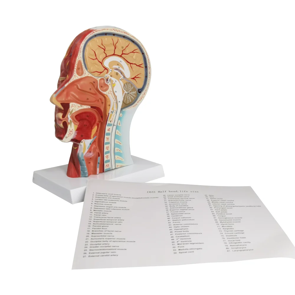 Новинка 1:1 анатомическая полуголова человека анатомия лица медицинский головной