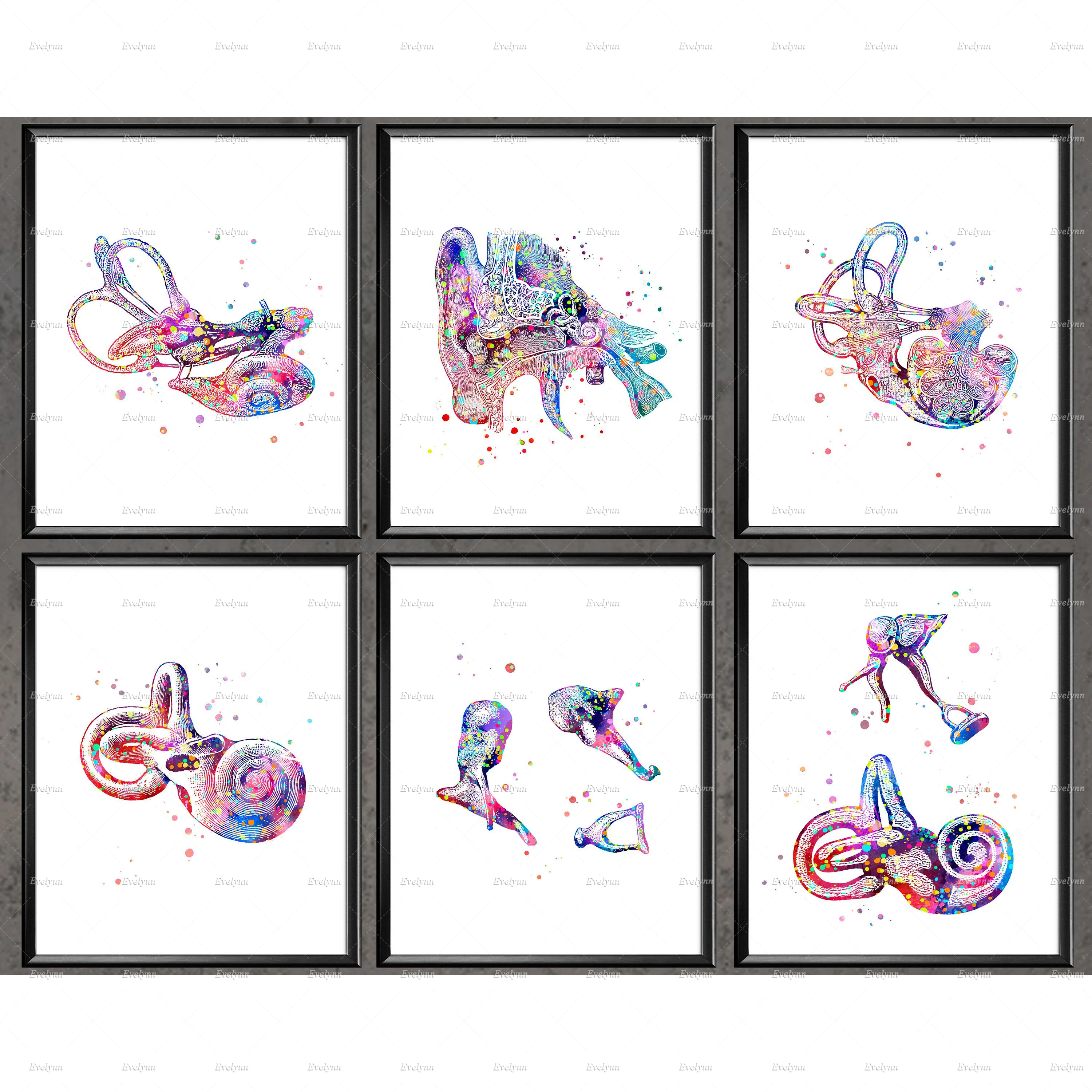 Nordic Wall Art Inner Ear Anatomy Print Set of 6 Poster Audiologist Gift Hearing Doctor Gift Clinic Wall Decor Medical Art Frame
Nordic Wall Art Inner Ear Anatomy Print Set of 6 Poster Audiologist Gift Hearing Doctor Gift Clinic Wall Decor Medical Art Frame