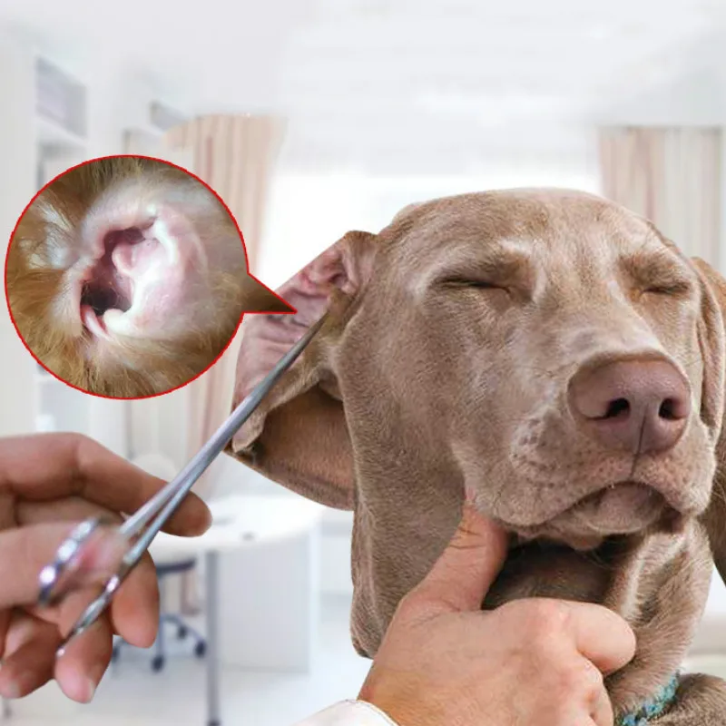 Dog Accessories Clean Ears Hair Pet Cleaning Pliers Pet Cat Dog Hemostasis Hair Clipper Cleaning Ear Elbow Pet Grooming Supplies
Dog Accessories Clean Ears Hair Pet Cleaning Pliers Pet Cat Dog Hemostasis Hair Clipper Cleaning Ear Elbow Pet Grooming Supplies