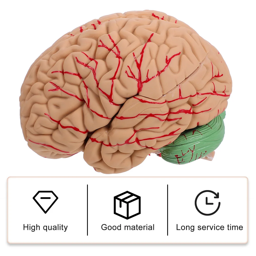 1 Pc Practical Human Brain Model Practical Teaching Aid Science Model )
1 Pc Practical Human Brain Model Practical Teaching Aid Science Model )