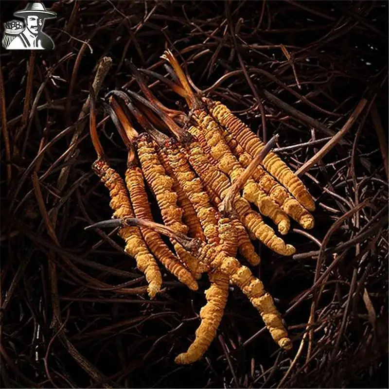 Cordyceps Sinensis, Yartsa Gumbu, Caterpillar Fungus, Rare Dong Chong Xia Cao
Cordyceps Sinensis, Yartsa Gumbu, Caterpillar Fungus, Rare Dong Chong Xia Cao