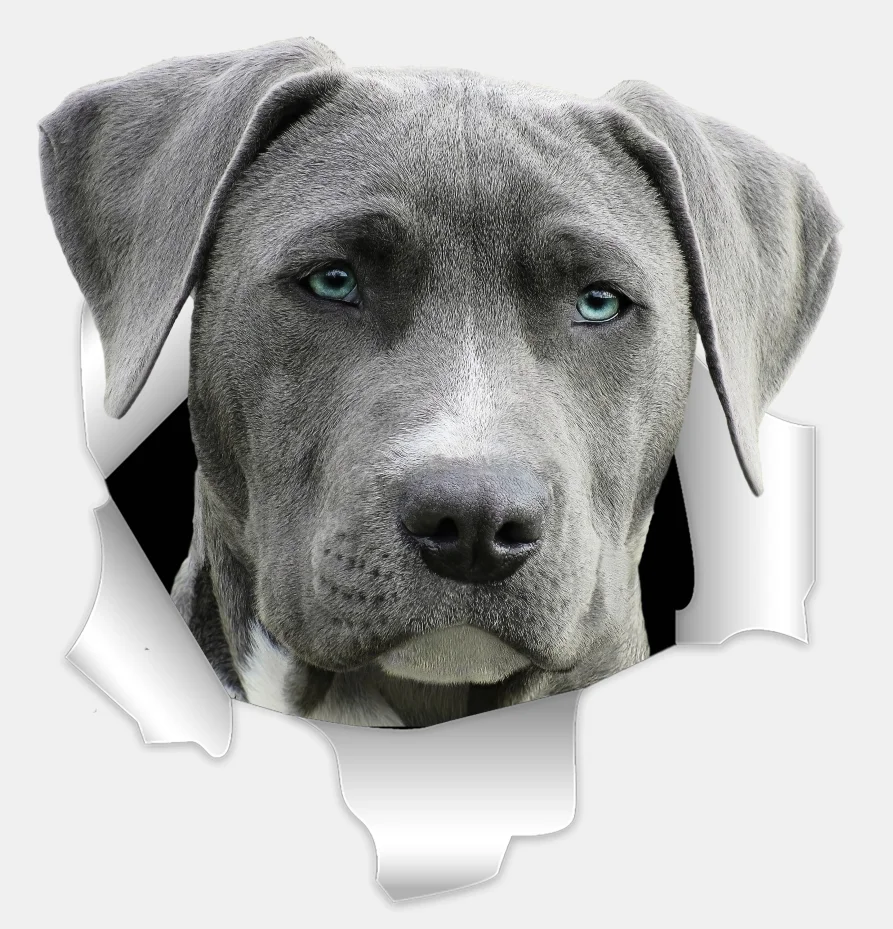 Three Ratels 3D Grey Weimaraner Dog Stickers Super Staffie decal on Wall Fridge Toilet car bike
Three Ratels 3D Grey Weimaraner Dog Stickers Super Staffie decal on Wall Fridge Toilet car bike