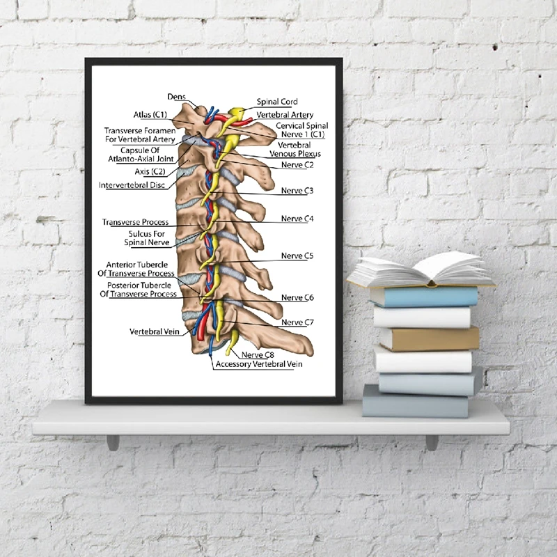 Human Spinal Nerve and Vertebral Artery Diagram Prints Medicine Education Poster Doctor Office Wall Art Decor
Human Spinal Nerve and Vertebral Artery Diagram Prints Medicine Education Poster Doctor Office Wall Art Decor