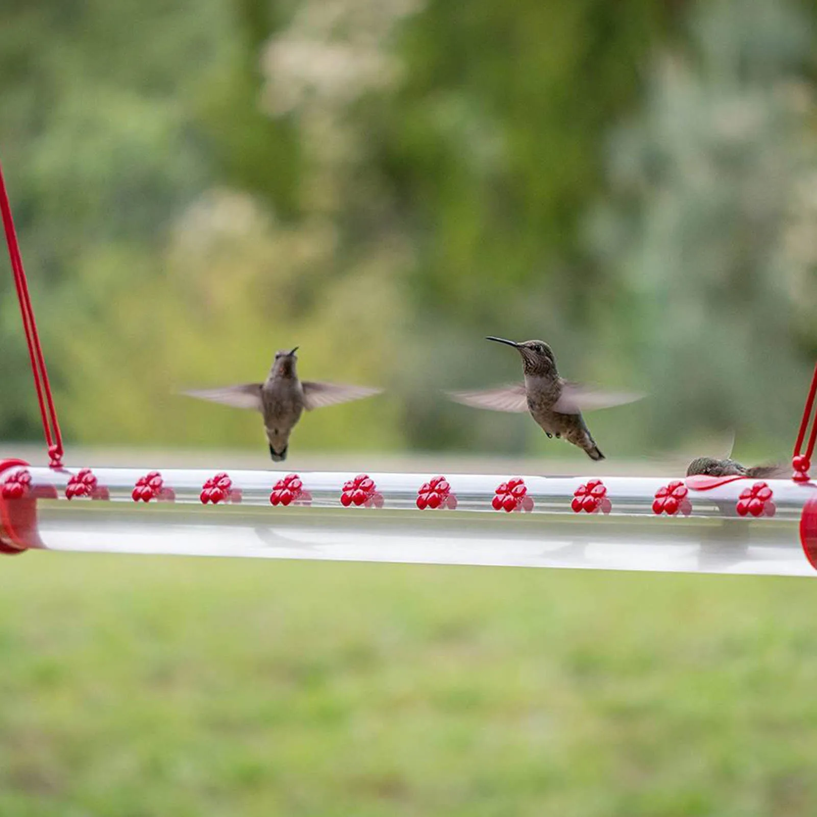 Hummingbird Feeder Outdoors Garden Hanging Bird Feeding Long Tubular Pipe High-quality And Durable Plastic Easy To Install
Hummingbird Feeder Outdoors Garden Hanging Bird Feeding Long Tubular Pipe High-quality And Durable Plastic Easy To Install