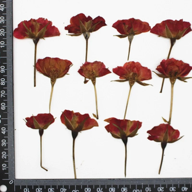 120pcs Pressed Dried Rose Flower Plants Herbarium For Resin Jewelry Making Postcard Frame Phone Case Craft DIY
120pcs Pressed Dried Rose Flower Plants Herbarium For Resin Jewelry Making Postcard Frame Phone Case Craft DIY