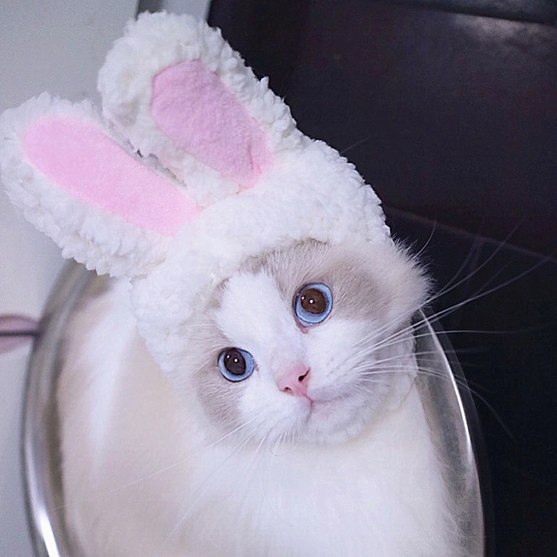 1 Piece Pet Headwear Costume Pet Outfits Cute Rabbit Ear Hat Cat Bunny Costume for Cats Small Dogs Daily or Party Accessory
1 Piece Pet Headwear Costume Pet Outfits Cute Rabbit Ear Hat Cat Bunny Costume for Cats Small Dogs Daily or Party Accessory