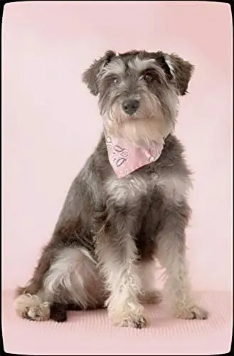 Schnauzer Puppy Dog Home Sign Tin Metal Sign Metal Poster Dog Wall Decor 12X16 inch
Schnauzer Puppy Dog Home Sign Tin Metal Sign Metal Poster Dog Wall Decor 12X16 inch