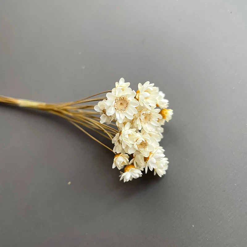30pcs/Lot Decoration Mariage Mini Brazil Star Chrysanthemum Shooting Props Dried Daisy Flower Barato Artesanato Bouquet Fleur
30pcs/Lot Decoration Mariage Mini Brazil Star Chrysanthemum Shooting Props Dried Daisy Flower Barato Artesanato Bouquet Fleur
