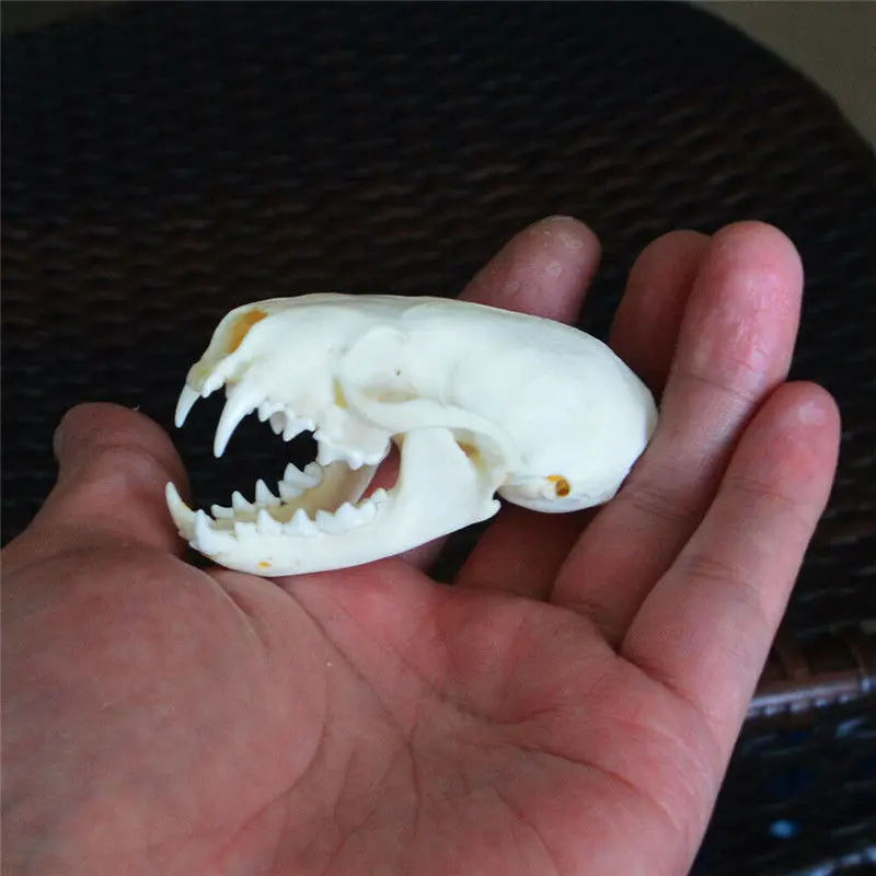10pcs/5pcs/2pcs Real mink skulls, fine animal specimens,Animal skull gifts mink skull specimen
10pcs/5pcs/2pcs Real mink skulls, fine animal specimens,Animal skull gifts mink skull specimen
