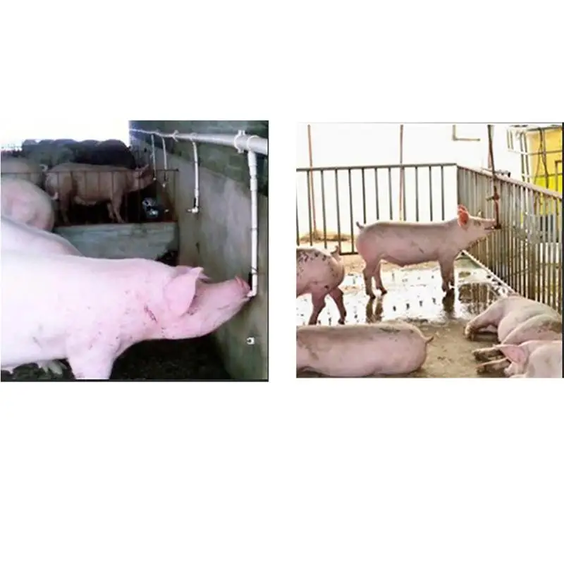 1Pcs Stainless Steel Pig Waterer Feeder Creative Water Release Ball Design Farm Pig Drinker Automatic Pig Drinking Tool Supplies
1Pcs Stainless Steel Pig Waterer Feeder Creative Water Release Ball Design Farm Pig Drinker Automatic Pig Drinking Tool Supplies