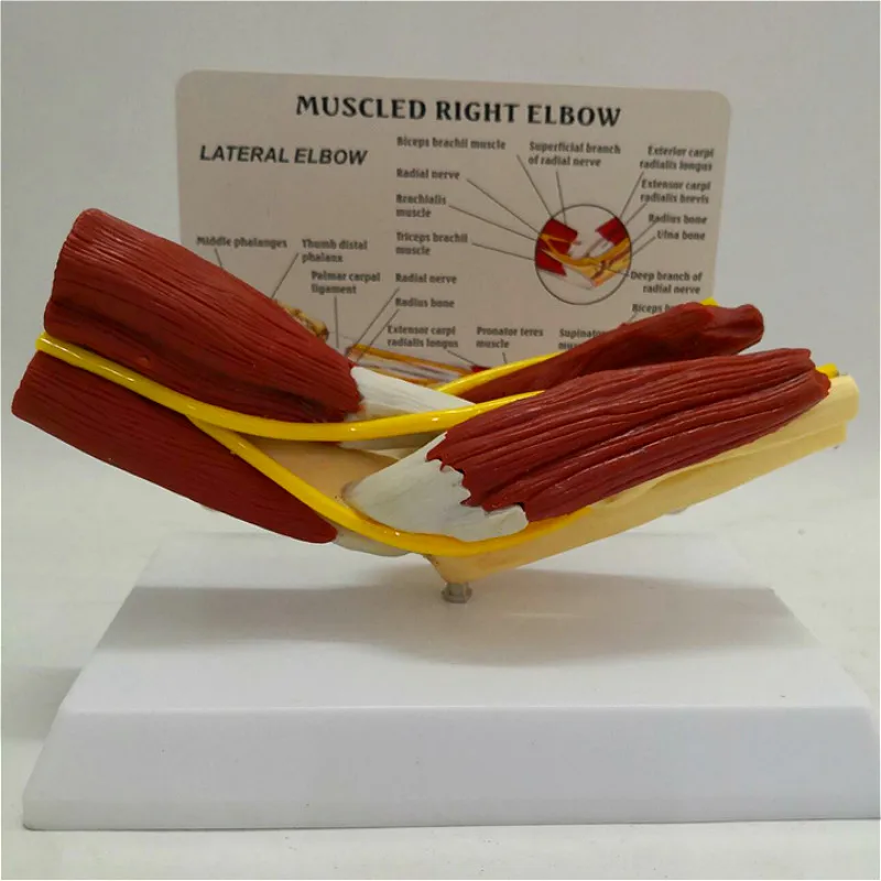 Human elbow joint muscle model with Vascular ligament skeleton Medical teaching explanation model
Human elbow joint muscle model with Vascular ligament skeleton Medical teaching explanation model