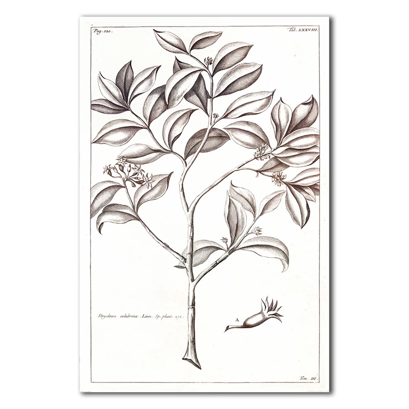 Frameless Cotton Canvas Wall Hanging Paintings Old Time Plants Map/Darwin's Note Home Decoration/Wall Decor
Frameless Cotton Canvas Wall Hanging Paintings Old Time Plants Map/Darwin's Note Home Decoration/Wall Decor