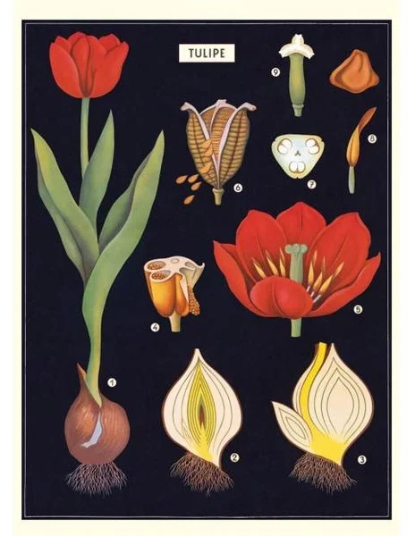 Tulip Anatomy Chart Vintage Style Poster Metal Tin Sign Decor for Home Garden Wall
Tulip Anatomy Chart Vintage Style Poster Metal Tin Sign Decor for Home Garden Wall