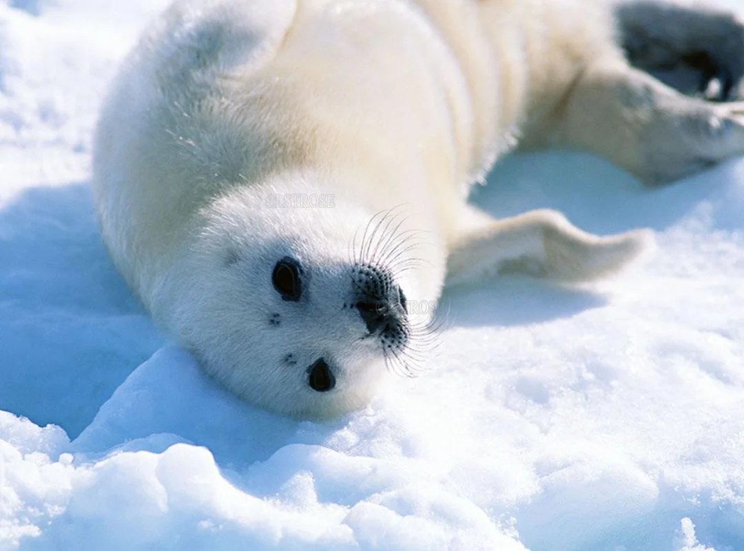 5D Diy Diamond Painting Cross Stitch Antarctic and Arctic Snow Lovely Seal Rolling Scene Drawing Living Room and Bedroom Wall 
5D Diy Diamond Painting Cross Stitch Antarctic and Arctic Snow Lovely Seal Rolling Scene Drawing Living Room and Bedroom Wall