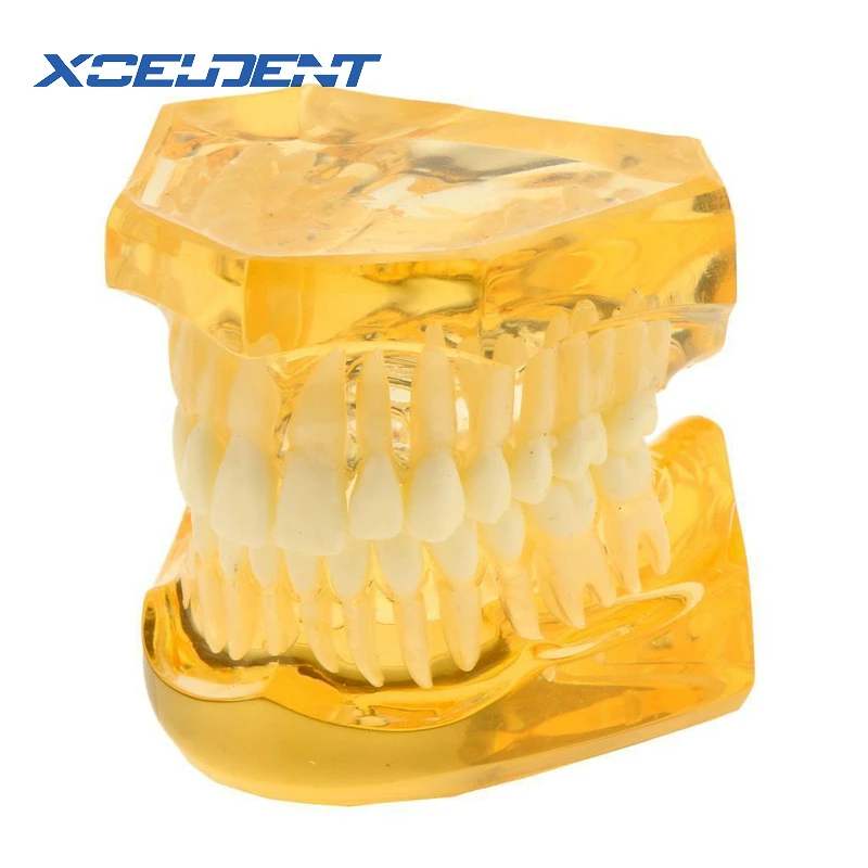

Зубная стандартная мягкая резинка с съемными зубьями, обучающая модель без петель, все зубья могут быть съемные, новинка 7006