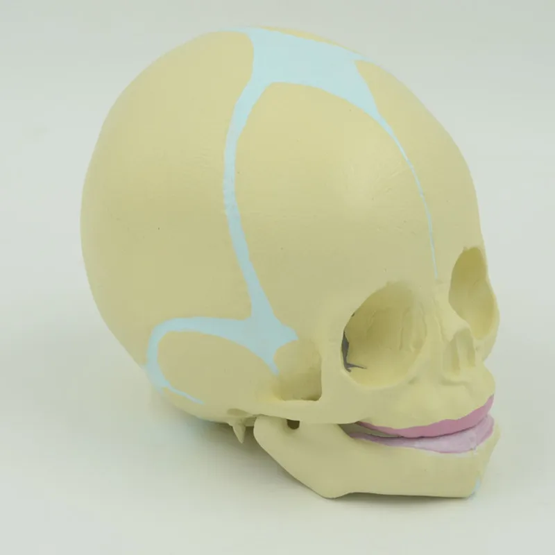 1:1 детский анатомический череп скелет модель Обучающие принадлежности для