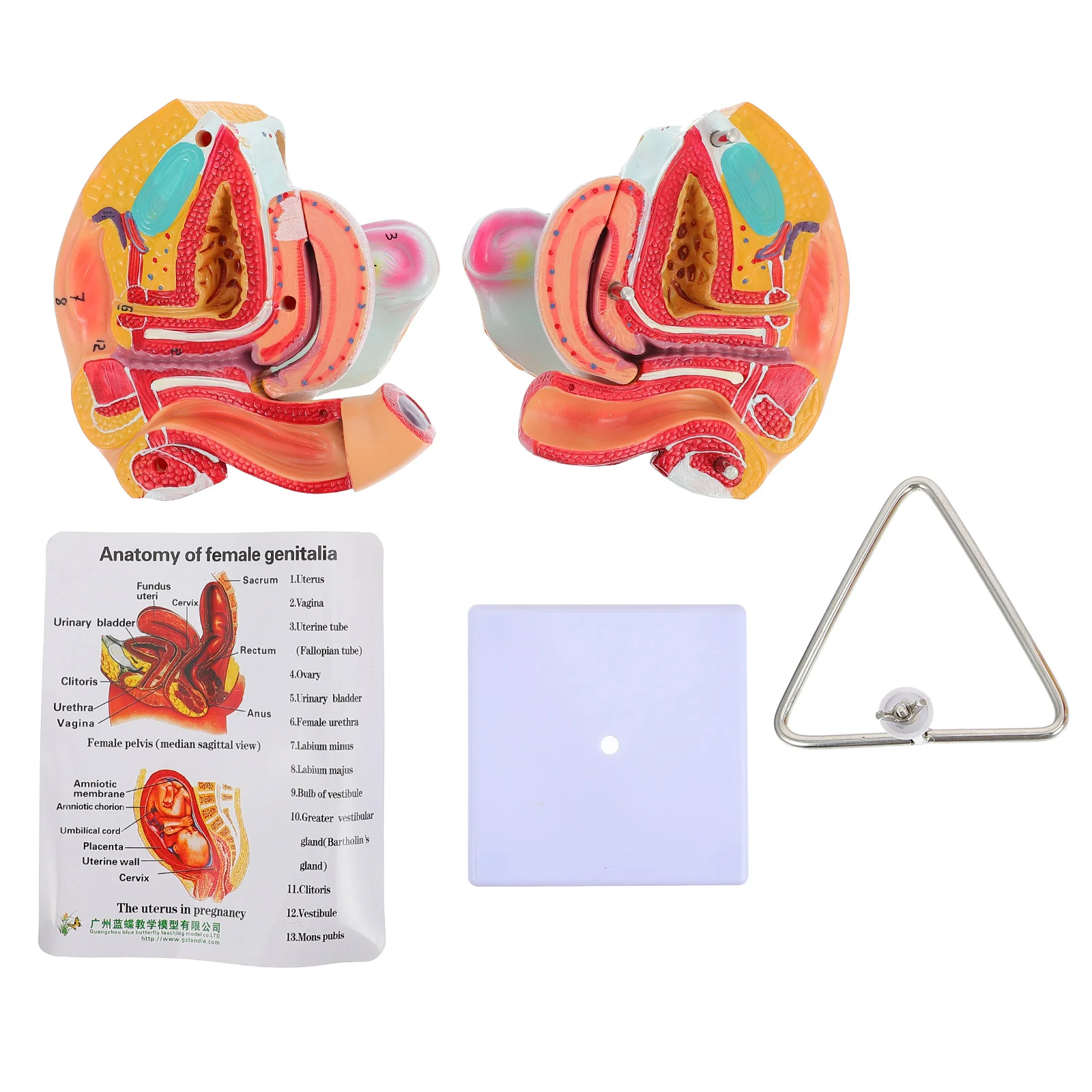 Female Reproductive Anatomy Model 4 Parts 1:1 Life Sized Uterus Genital Model
Female Reproductive Anatomy Model 4 Parts 1:1 Life Sized Uterus Genital Model