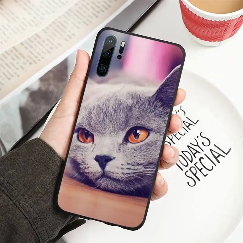 Webbedepp British Shorthair cat Phone Case For Huawei honor Mate P 10 20 30 40 i 9 8 pro x Lite smart 2019 nova 5t
Webbedepp British Shorthair cat Phone Case For Huawei honor Mate P 10 20 30 40 i 9 8 pro x Lite smart 2019 nova 5t