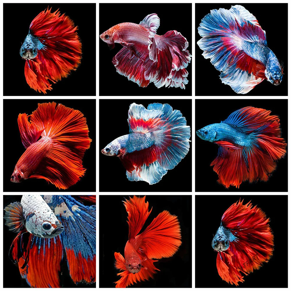 5D Diamond Painting Fish DIY Diamond Embroidery Cross Stitch Animal Mosaic Rhinestones Pictures Home Decor
5D Diamond Painting Fish DIY Diamond Embroidery Cross Stitch Animal Mosaic Rhinestones Pictures Home Decor