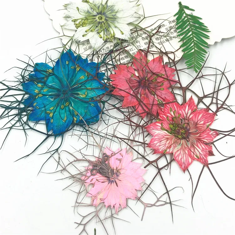 2020 Black Seed Grass Dried Flower Pressed Flower Plant Specimen Teaching Epoxy Handmade Making for Jewelry
2020 Black Seed Grass Dried Flower Pressed Flower Plant Specimen Teaching Epoxy Handmade Making for Jewelry