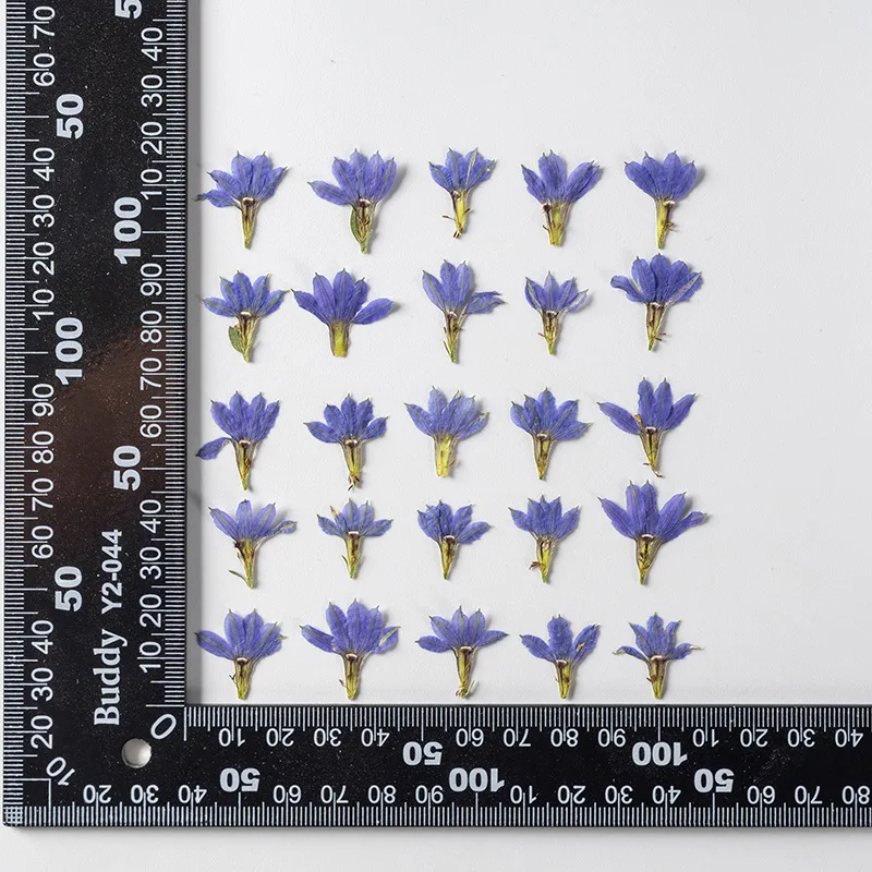 60pcs Pressed Dried Flower Goodeniaceae Plants Herbarium For Epoxy Resin Jewelry Bookmark Phone Case Makeup Nail Art Craft DIY
60pcs Pressed Dried Flower Goodeniaceae Plants Herbarium For Epoxy Resin Jewelry Bookmark Phone Case Makeup Nail Art Craft DIY