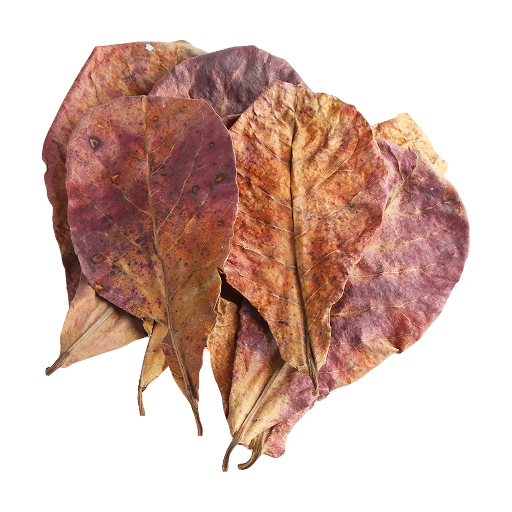 20PCS Aquarium Natural Terminalia Catappa Leaves Fish Tank Cleaning Tools Water Treatment Aquarium Decoration Tropic Almond Leaf
20PCS Aquarium Natural Terminalia Catappa Leaves Fish Tank Cleaning Tools Water Treatment Aquarium Decoration Tropic Almond Leaf