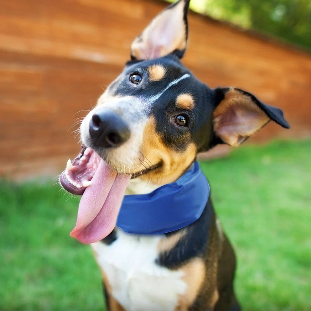 Summer Pet Cooling Collar Bib Puppy Ice Neck Wrap Pad Sunstroke Prevention Adjustable Dog Necklace Scarf Accessories
Summer Pet Cooling Collar Bib Puppy Ice Neck Wrap Pad Sunstroke Prevention Adjustable Dog Necklace Scarf Accessories