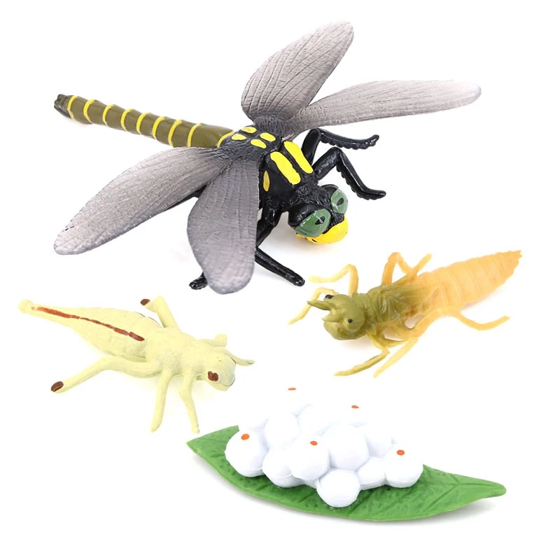 Life Cycle Of A Dragonfly Insects Life Cycles Growth Model Children Animal Growth Cycle Science Educational Toys
Life Cycle Of A Dragonfly Insects Life Cycles Growth Model Children Animal Growth Cycle Science Educational Toys