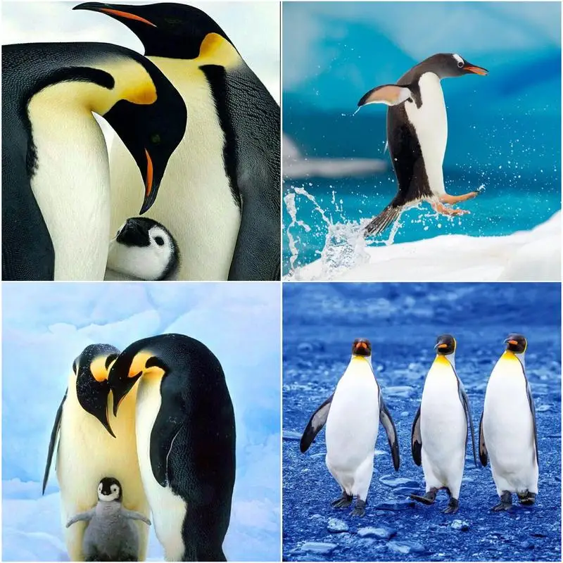 GATYZTORY 40×50cm DIY Diamond Painting Kit By Number Full Drill Round Beads Wall Picture- Penguin Wall Picture Decor Gifts
GATYZTORY 40×50cm DIY Diamond Painting Kit By Number Full Drill Round Beads Wall Picture- Penguin Wall Picture Decor Gifts