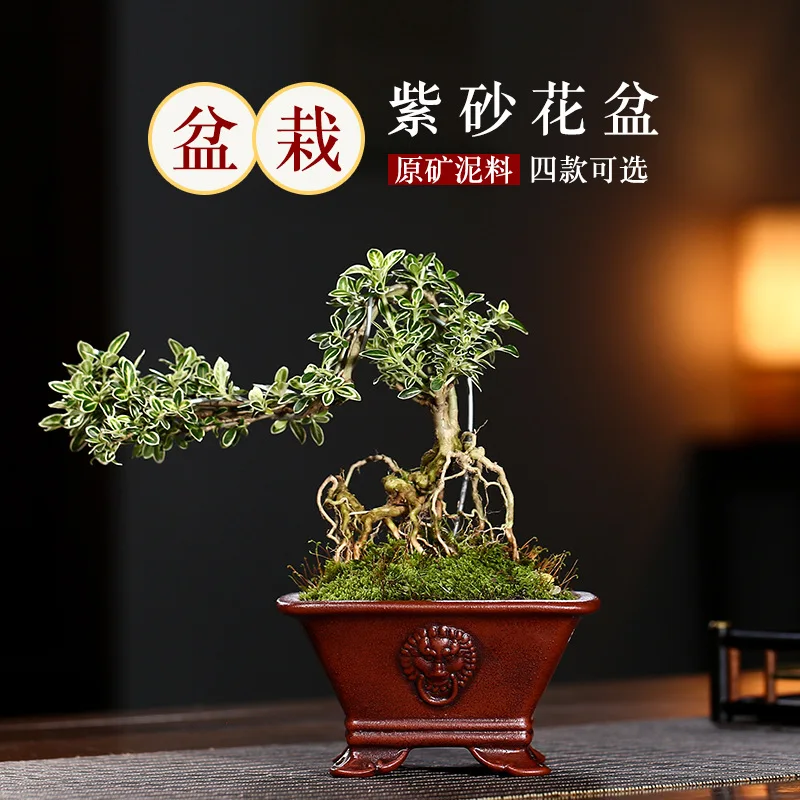 Exquisite Purple Clay Flower Pots Bucket Beast Head Sifang Hexagon Succulent Potted Bonsai Pot Succulent Banyan Indoor
Exquisite Purple Clay Flower Pots Bucket Beast Head Sifang Hexagon Succulent Potted Bonsai Pot Succulent Banyan Indoor