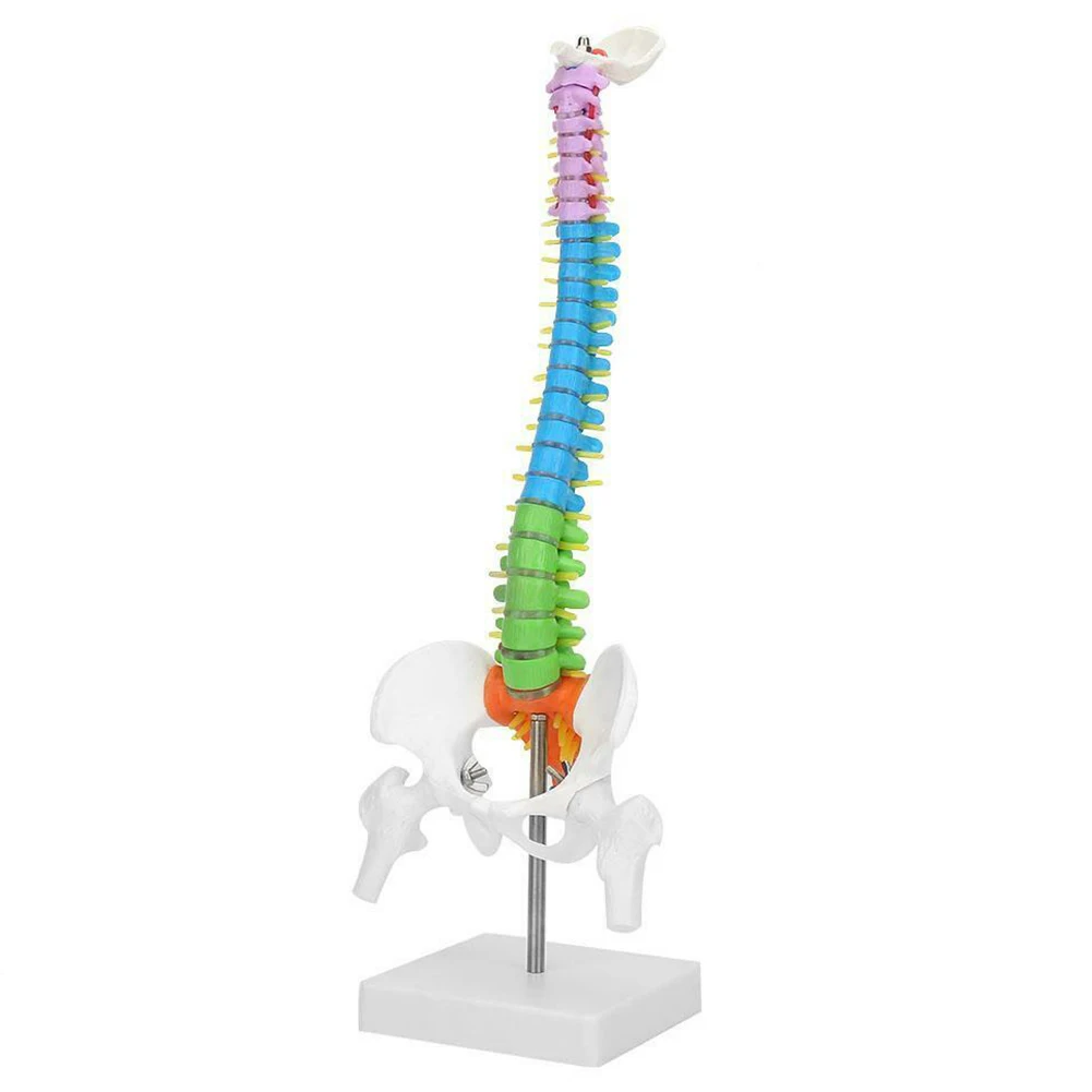 

Съемная модель позвоночника человека, 45 см, цветной ПВХ в натуральную величину, гибкая научная анатомическая модель позвоночника, обучающи...