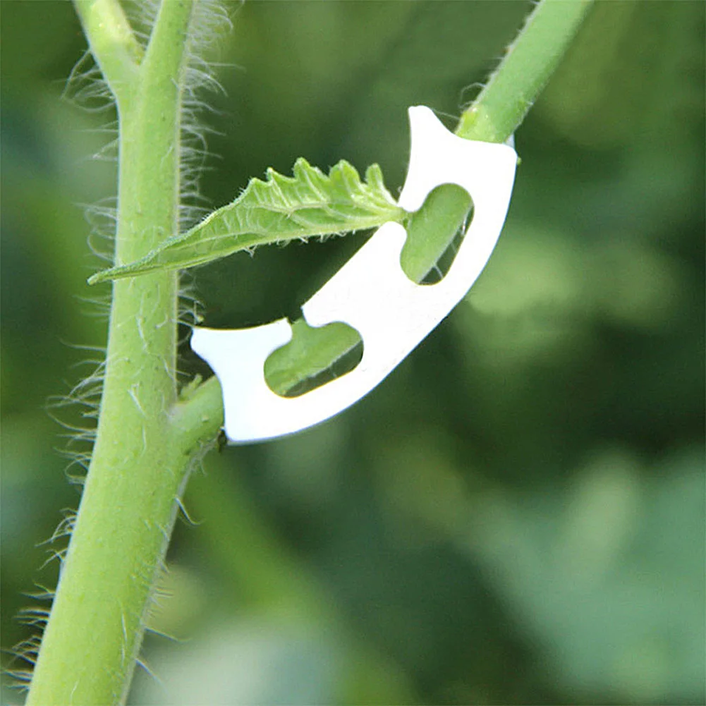 50Pcs Tomato Grafting Fixing Clips Replacement Garden Fruit Seedling Reinforcement Plants Clip Anti Bend Seedling Support
50Pcs Tomato Grafting Fixing Clips Replacement Garden Fruit Seedling Reinforcement Plants Clip Anti Bend Seedling Support