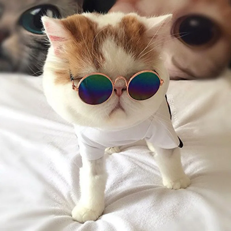 Glasses Small Pet Dogs Cat Glasses Sunglasses Eye-wear Protection Pet Cool Glasses Pet Photos Props Randomly Color HOT
Glasses Small Pet Dogs Cat Glasses Sunglasses Eye-wear Protection Pet Cool Glasses Pet Photos Props Randomly Color HOT