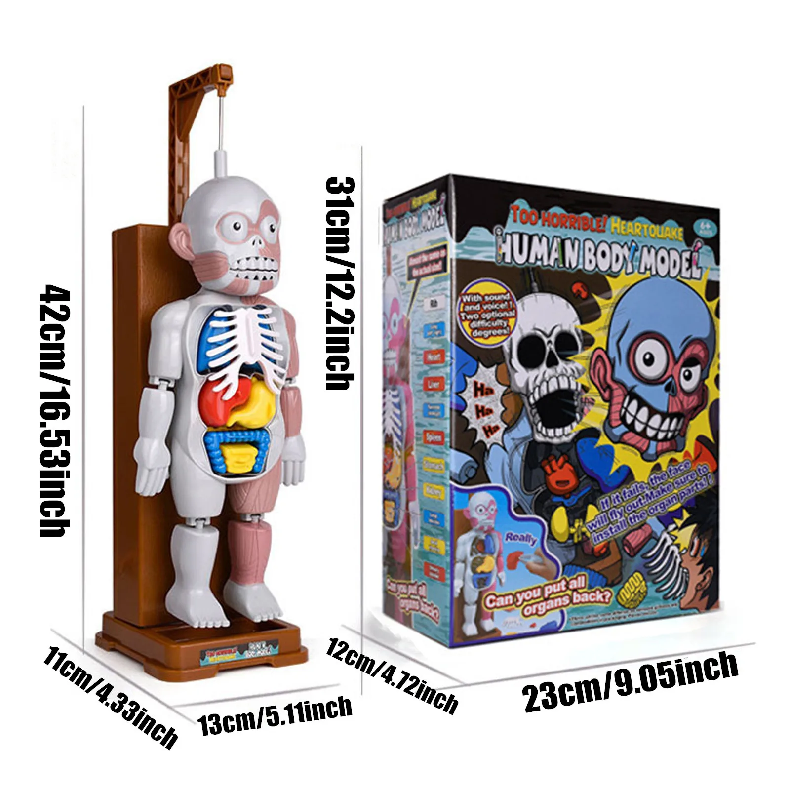 Children's Toy Dolls Human Body Model 3D Human Organ Anatomical Assembly Model Early Childhood Educational Toys 
Children's Toy Dolls Human Body Model 3D Human Organ Anatomical Assembly Model Early Childhood Educational Toys