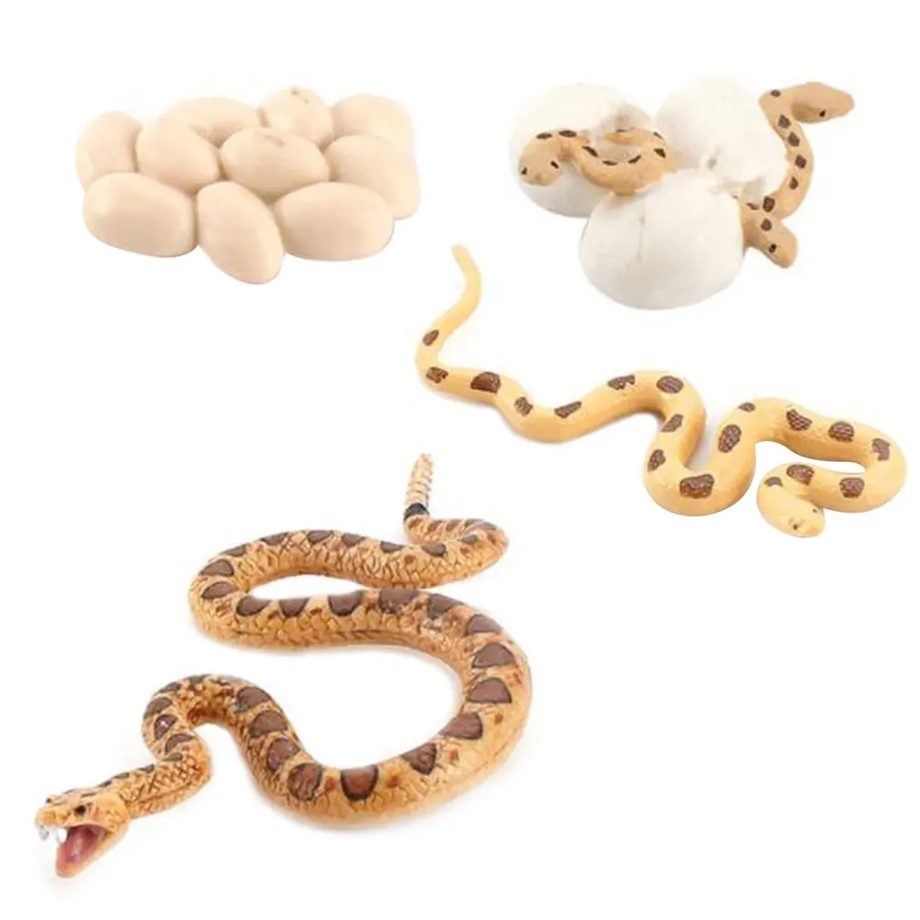 

Simulation Snake Growth Cycle Cobra Sand Python Model Children's Early Learning Cognitive Solid Decoration Toy Figure