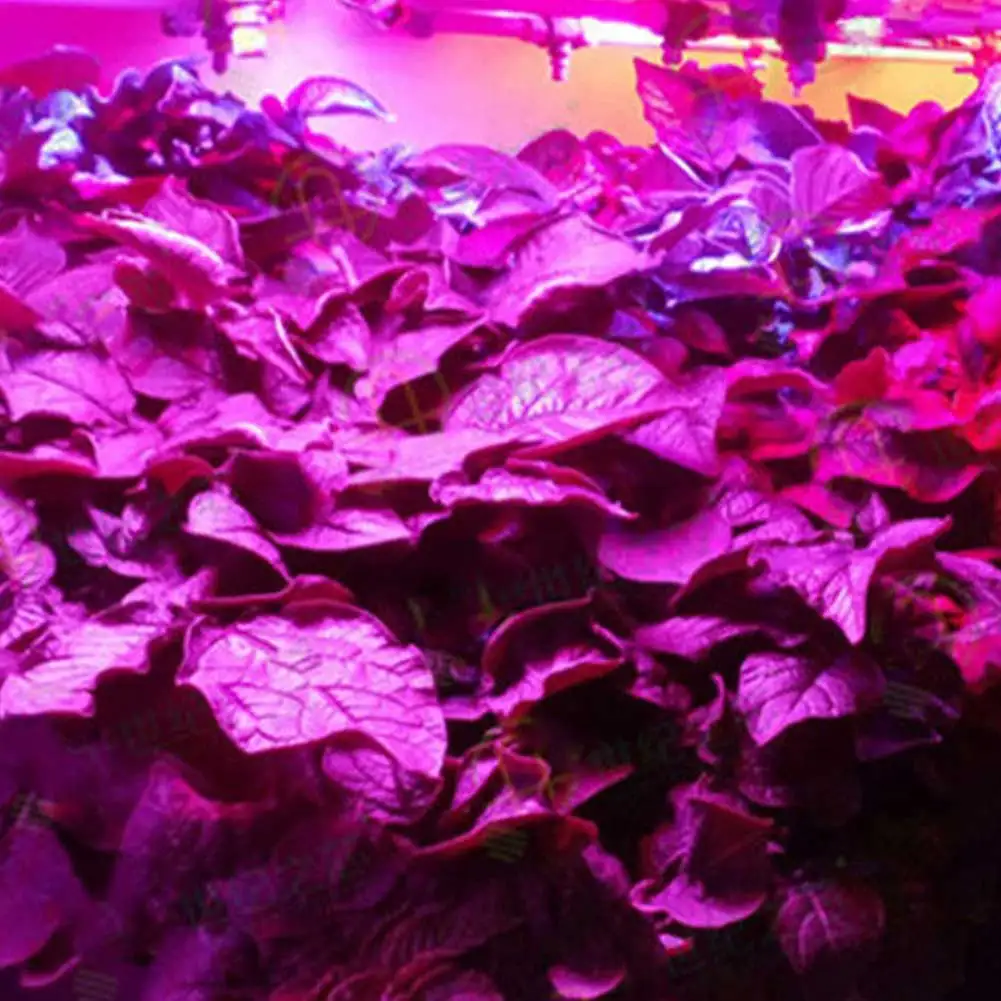 LED Grow Light Panel 50W Equivalent Aluminum Indoor Plant Solar Full 110V 220V Vegetation Growing Lamp Seedling
LED Grow Light Panel 50W Equivalent Aluminum Indoor Plant Solar Full 110V 220V Vegetation Growing Lamp Seedling