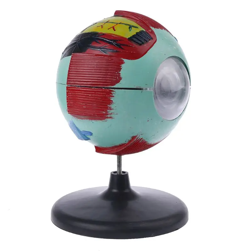 6x Removable Human Eye Eyeball Model Eyeball Internal Structure Learn Human Anatomical Model Lab Teaching Education
6x Removable Human Eye Eyeball Model Eyeball Internal Structure Learn Human Anatomical Model Lab Teaching Education