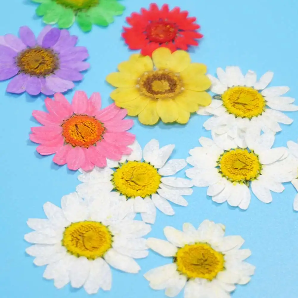 60pcs Real Pressed Flower Leaf Dried Daisy Flower Resin Nail Jewelry Flower Decals Dry Art Mold Fillings Epoxy Making Beaut
60pcs Real Pressed Flower Leaf Dried Daisy Flower Resin Nail Jewelry Flower Decals Dry Art Mold Fillings Epoxy Making Beaut