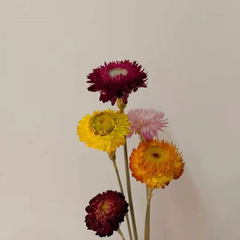 5Pcs Salon Decorative Dried Sunflowers Bouquet Natural Strawflower Plants Preserve Floral for Home Decoration Edding
5Pcs Salon Decorative Dried Sunflowers Bouquet Natural Strawflower Plants Preserve Floral for Home Decoration Edding