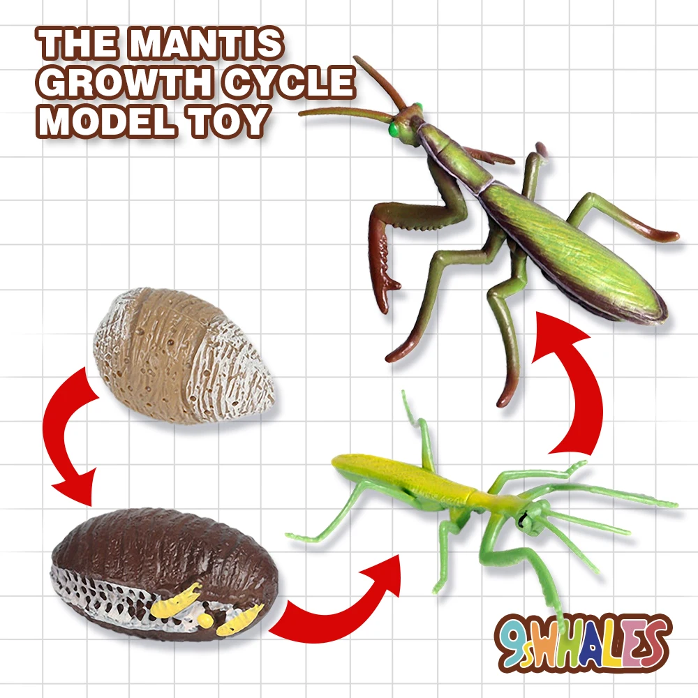 Educational Model Toy Simulation of insects PVC Mantis Growth Cycle Scene Design Simulation Powder Toy Decoration Gift
Educational Model Toy Simulation of insects PVC Mantis Growth Cycle Scene Design Simulation Powder Toy Decoration Gift
