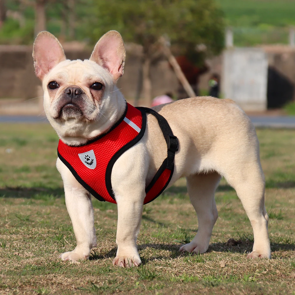 Dog Harness with Leash Summer Pet Adjustable Reflective Vest Walking Lead for Puppy Polyester Mesh Harness for Small Medium Dog
Dog Harness with Leash Summer Pet Adjustable Reflective Vest Walking Lead for Puppy Polyester Mesh Harness for Small Medium Dog