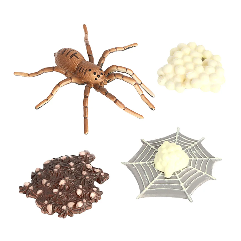 Life Cycle of A Spider Models Nature Insects Bug Learning Educational Toys 
Life Cycle of A Spider Models Nature Insects Bug Learning Educational Toys