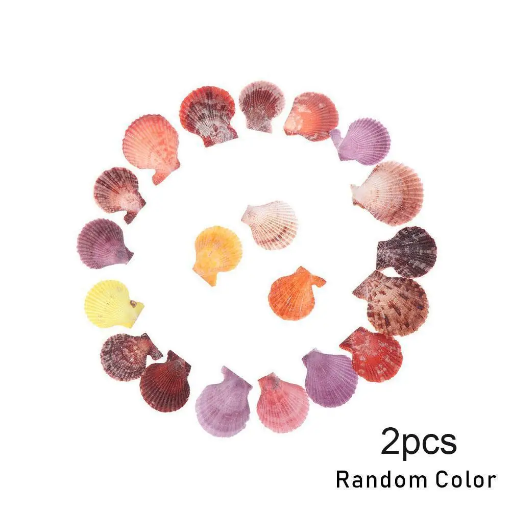 New 20pcs Colorful Natural Seashells Decorations Scallop Shells Crafts Decor Ornament
New 20pcs Colorful Natural Seashells Decorations Scallop Shells Crafts Decor Ornament