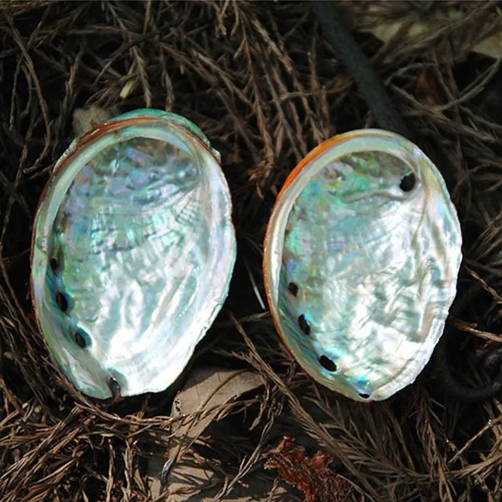 DIY Handmade Wrinkled Abalone Natural Conch Shell Fish Tank Landscaping Aquarium Painting Room Decoration
DIY Handmade Wrinkled Abalone Natural Conch Shell Fish Tank Landscaping Aquarium Painting Room Decoration
