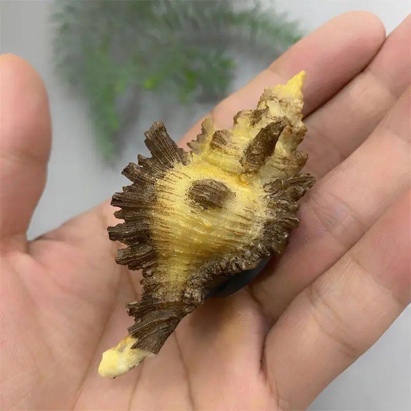 QIQIPP Creative Magnet Fridge Magnet Three-dimensional Ocean Conch Fridge Magnet Resin Decorative Magnet
QIQIPP Creative Magnet Fridge Magnet Three-dimensional Ocean Conch Fridge Magnet Resin Decorative Magnet