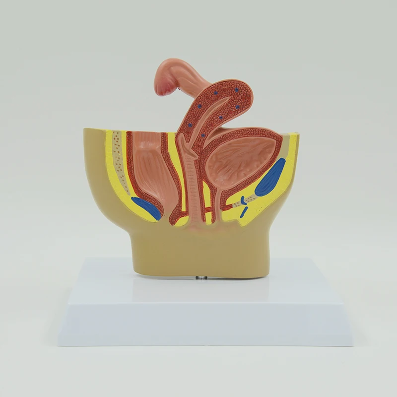 

Female Pelvis Model Uterus Anatomy Pelvic Cavity Human Anatomical Model Educational Equipment Medical Teaching Resources Science
