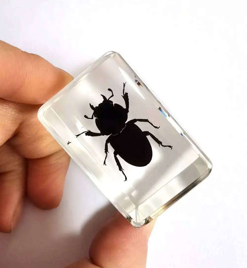YQTDMY jewelry Insect Mini beetle black bettle clear Paperweight Collection Gift
YQTDMY jewelry Insect Mini beetle black bettle clear Paperweight Collection Gift