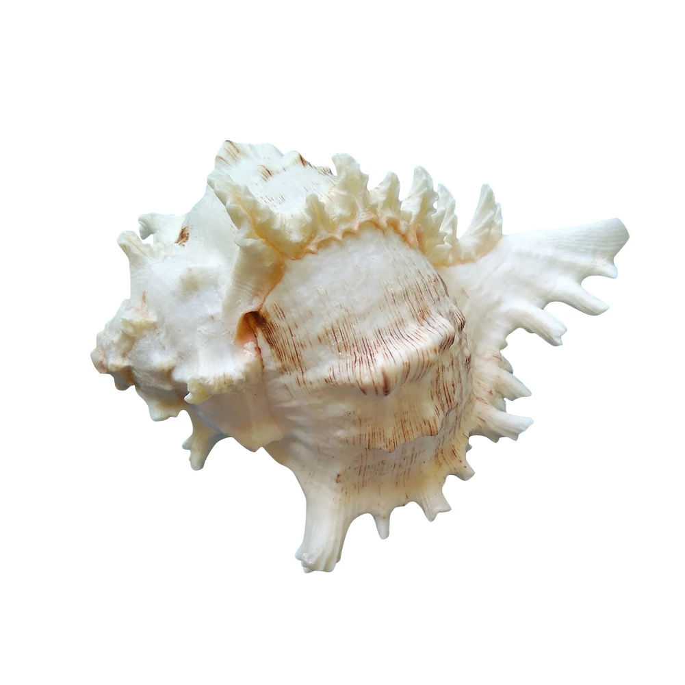 Thousands Hand Snail Shell Conch 15cm 16cm Kirin Shell Conch Specimen Landscape Mediterranean Sty Aquarium Decor Accessories
Thousands Hand Snail Shell Conch 15cm 16cm Kirin Shell Conch Specimen Landscape Mediterranean Sty Aquarium Decor Accessories