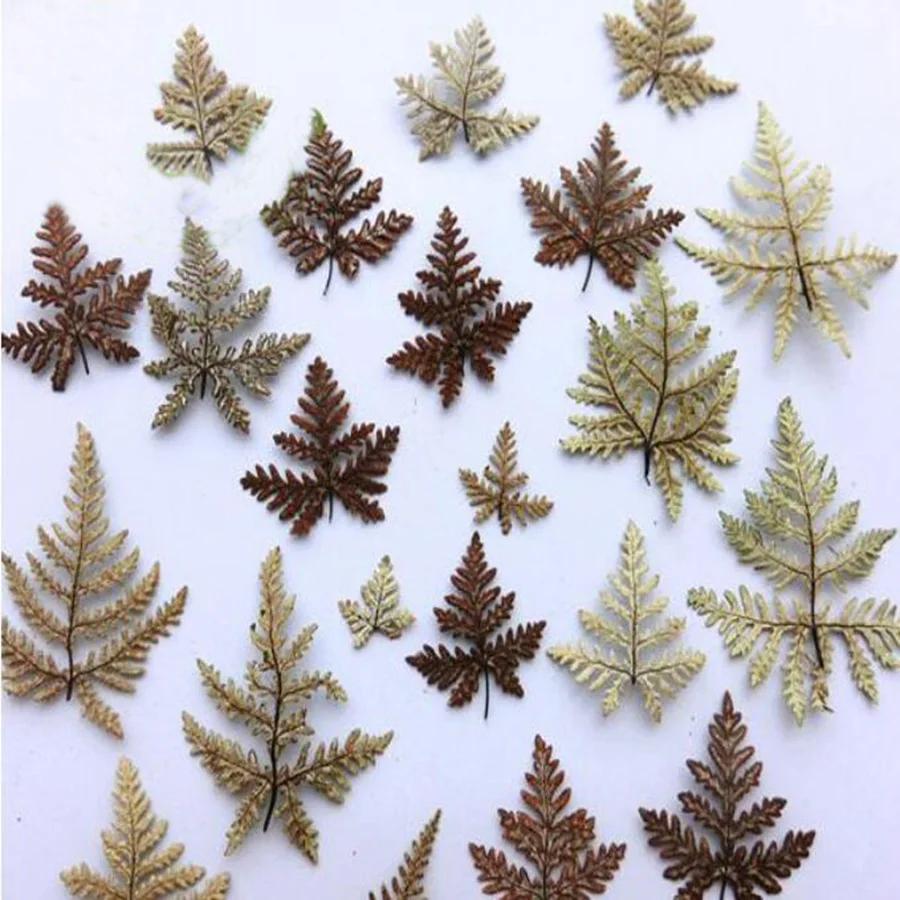 

60pcs Dried 3-6cm Fern Leaf Leaves Plants Herbarium For Jewelry Postcard Photo Frame Bookmark Phone Case Craft DIY